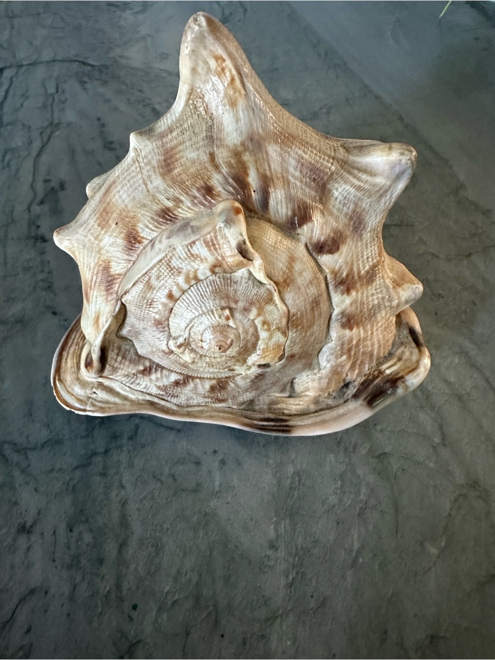 Natural Sea Shell - Beige Brown Seashell Decor